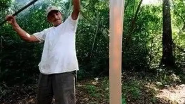 La manera artesanal y todo lo que implica extraer la resina no tiene un precio que sea redituable