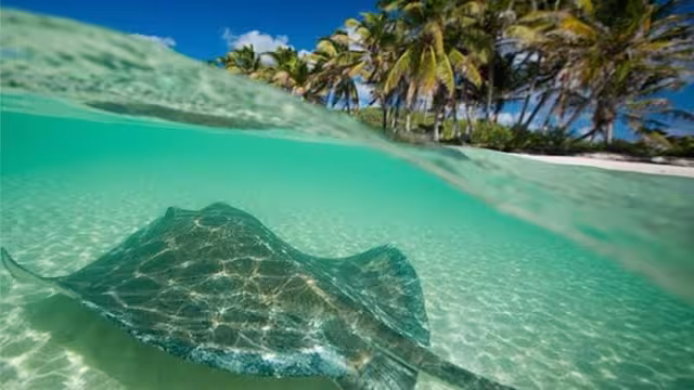 Isla Contoy está ubicada a 30 kilómetros de Isla Mujeres, en un punto donde el Mar Caribe se encuentra con el Golfo de México