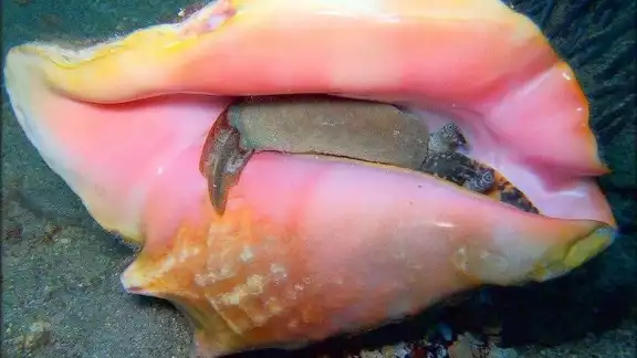 El caracol rosado es un molusco que vive en aguas del Mar Caribe El caracol rosado es un molusco que vive en aguas del Mar Caribe