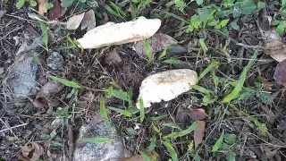 Foto: Efraín Valencia