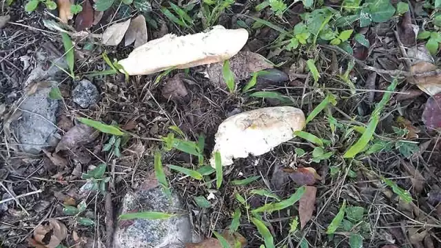 Foto: Efraín Valencia