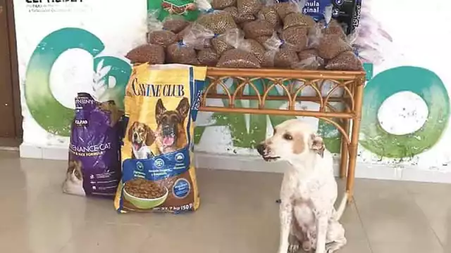 Foto: Alejandro Collí