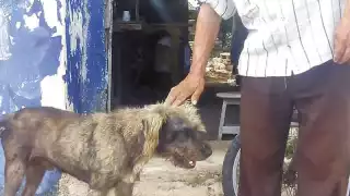 Nuevamente envenenan perros en Tixkokob