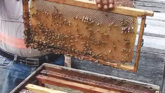 Producción de miel con lenta recuperación en Yucatán
