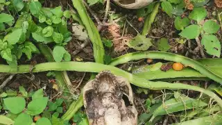 Se cree que los cráneos eran utilizados para fines educativos