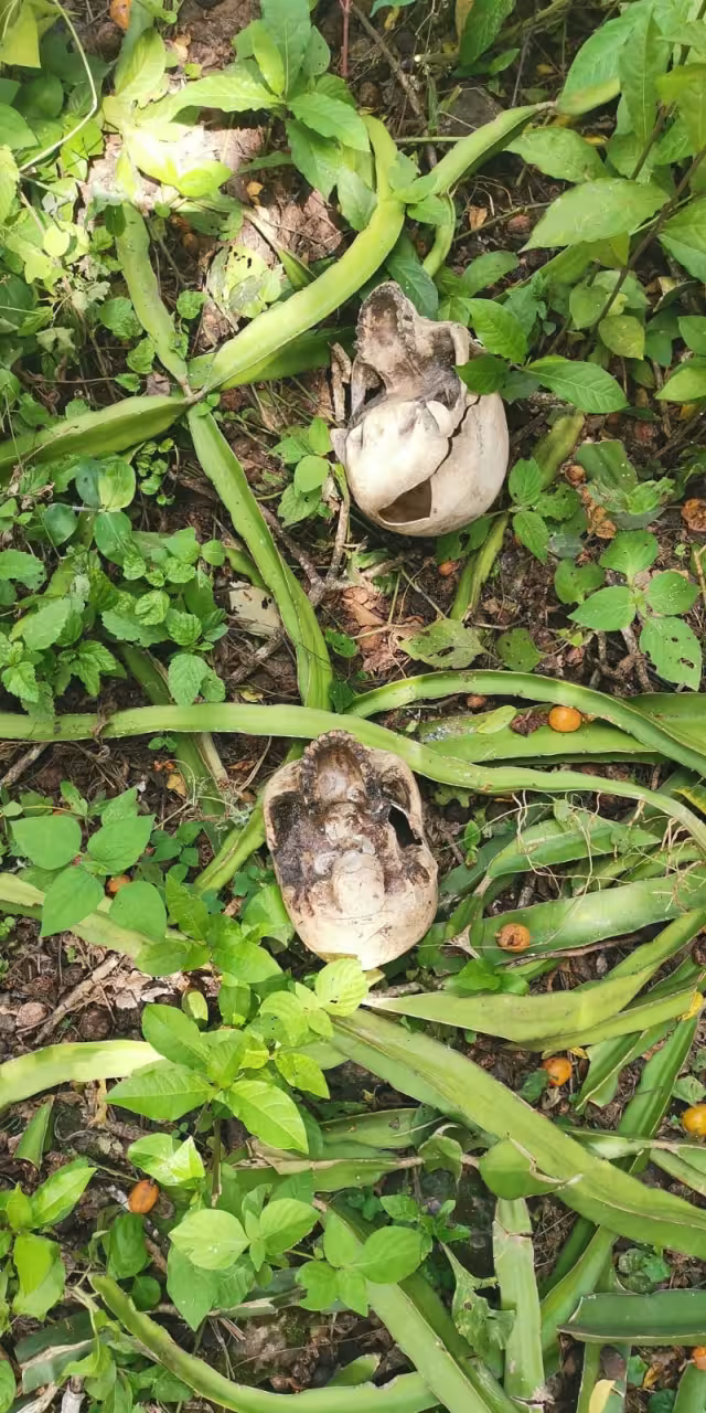 Se cree que los cráneos eran utilizados para fines educativos