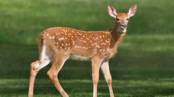 Los venados son especies protegidas en el Código Penal en Yucatán