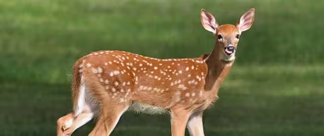 Los venados son especies protegidas en el Código Penal en Yucatán