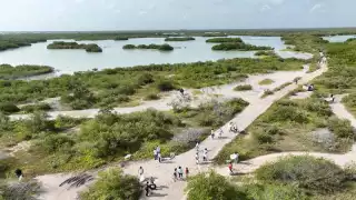Recolectan más de mil 800 kilos de basura en el manglar de Chuburná Puerto en Yucatán