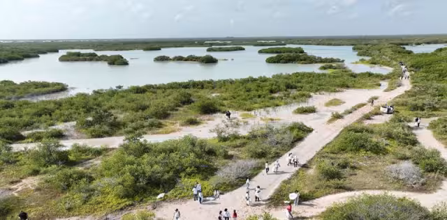 Gobierno y sociedad civil suman esfuerzos por los manglares de Yucatán