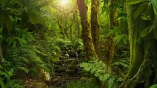 San Juan del Monte, leyenda en selvas quintanarroenses