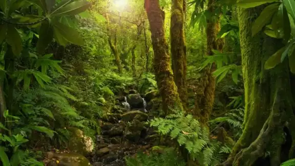 Primero se debe pedir permiso a San Juan para adentrarse a la selva