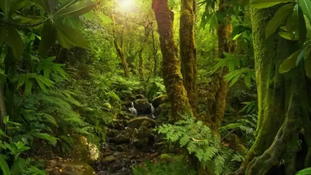 Primero se debe pedir permiso a San Juan para adentrarse a la selva