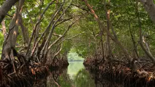 México concentra el 6 % del total mundial de los manglares, por lo que es el cuarto país con mayor presencia de este ecosistema