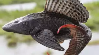 Los peces diablo fueron traídos a México desde Sudamérica, pues se les considerada ‘limpia peceras’