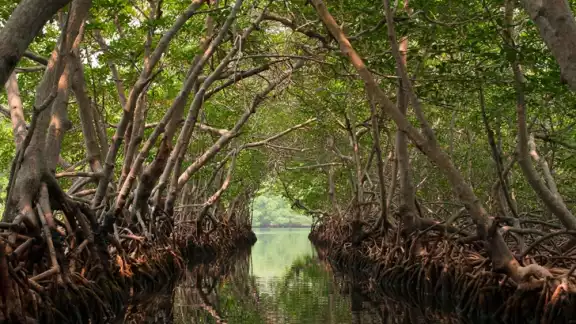 El 60 por ciento de los manglares mexicanos se localiza en la Península de Yucatán El 60 por ciento de los manglares mexicanos se localiza en la Península de Yucatán