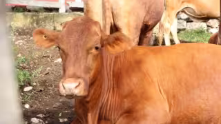 Yucatán acumula más de mil 500 casos de gusano barrenador y se mantiene invicto con cero muertes