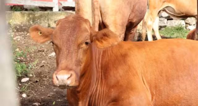 Yucatán registra cero muertes por gusano barrenador del ganado