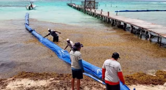 Instalarán una barrera de mil 200 metros contra el sargazo