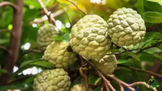 La anona es un fruto que suele usarse mucho en postres