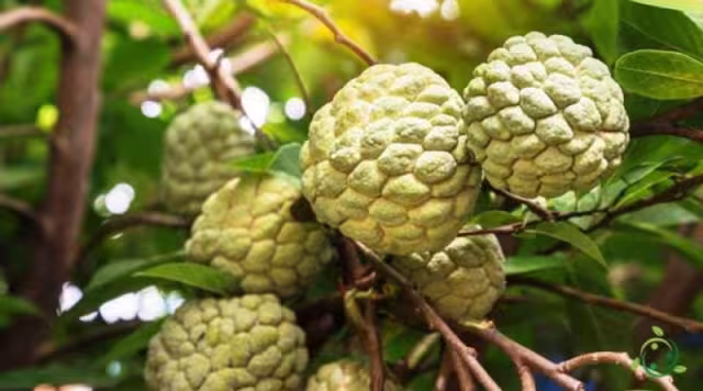 La anona es un fruto que suele usarse mucho en postres