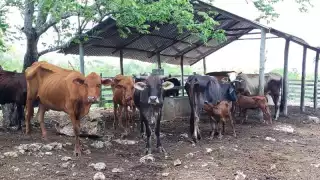 Yucatán, en alerta sanitaria por el gusano barrenador: suman siete casos en humanos y más de mil 200 animales afectados