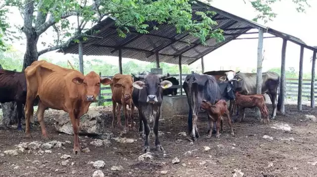 Se extienden los casos de gusano barrenador en Yucatán