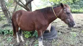 Continúa la atención gratuita y oportuna a los casos de gusano barrenador de ganado en Yucatán