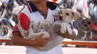 Yucatán cumple cinco años sin casos de rabia en perros y gatos