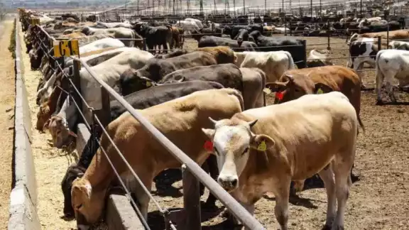 Detectan 7 nuevo casos de esta miasis en seis municipios; los animales están bajo control Detectan 7 nuevo casos de esta miasis en seis municipios; los animales están bajo control