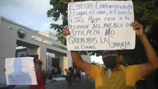 La industria porcina en Yucatán genera muchos problemas, como daños a humedales, cenotes y ecosistemas; muchos patógenos contaminan el suelo