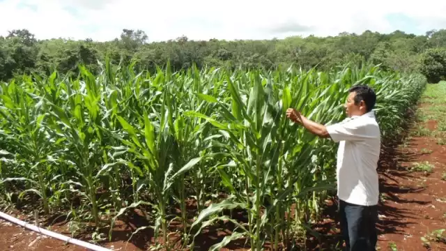 En este trabajo se procura cuidar el medio ambiente y retornar a los orígenes ancestrales para hacer producir tierra de manera natural
