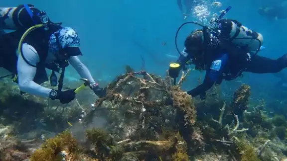 En coordinación con el Gobierno del Estado y el CRIAP en Puerto Morelos, Quintana Roo promueve la recuperación de funciones ecosistémicas En coordinación con el Gobierno del Estado y el CRIAP en Puerto Morelos, Quintana Roo promueve la recuperación de funciones ecosistémicas
