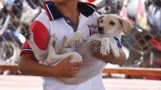 Programa de Zoonosis de la SSY mantiene a Yucatán libre de rabia en perros y gatos