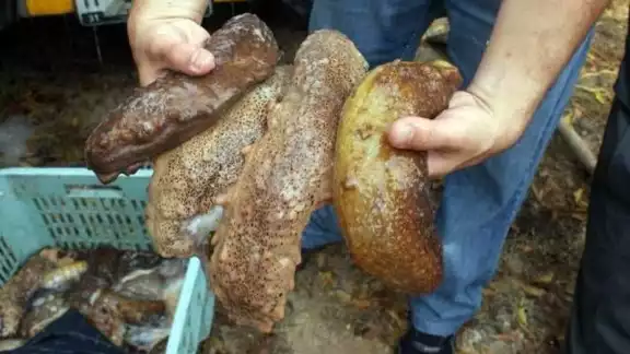 En el caso del “oro negro” marino, aún existe producto de 2019 en bodegas de empresarios En el caso del “oro negro” marino, aún existe producto de 2019 en bodegas de empresarios