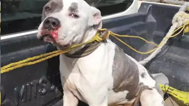 El can fue detenido por atacar a un gato