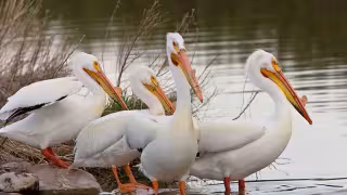Aquellos pelícanos que se encuentran en cautiverio en los zoológicos se reproducen con una frecuencia menor