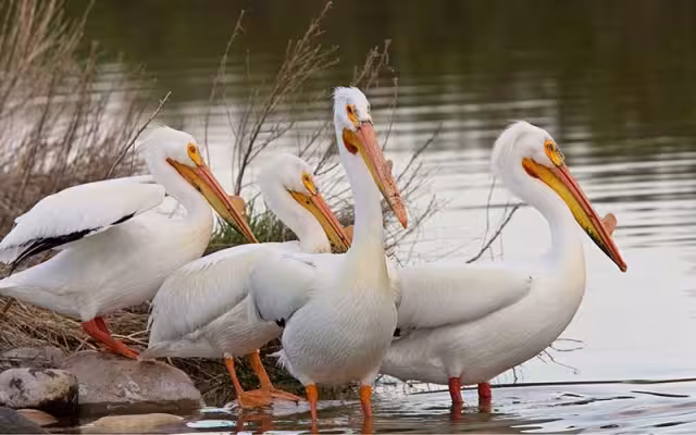 Aquellos pelícanos que se encuentran en cautiverio en los zoológicos se reproducen con una frecuencia menor