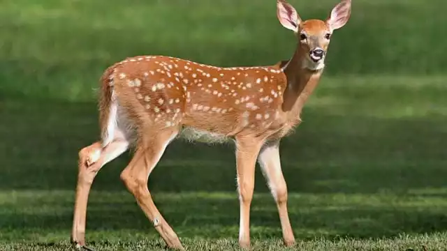 Los denunciantes esperan que la GN tome cartas en el asunto