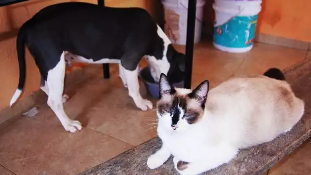 La iniciativa busca encontrar hogar para 100 animalitos