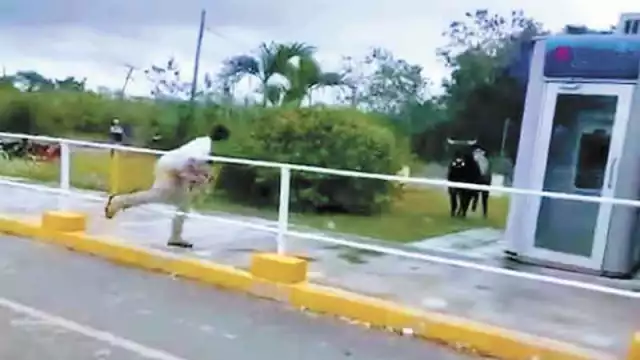 Se escapa toro y causa temor en Tixkokob