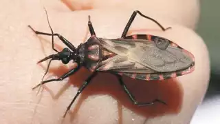 Alertan por presunto insecto causante del mal de chagas en José María Morelos