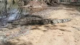 Tras su captura, el cocodrilo fue llevado a la Laguna Chichankanaab, en José María Morelos, para su inmediata liberación