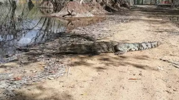 Tras su captura, el cocodrilo fue llevado a la Laguna Chichankanaab, en José María Morelos, para su inmediata liberación