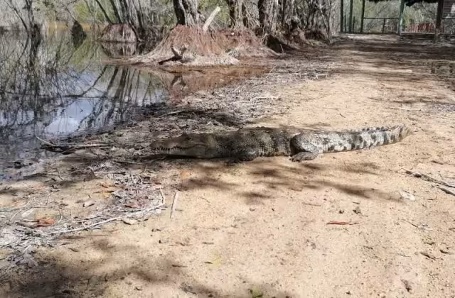 Tras su captura, el cocodrilo fue llevado a la Laguna Chichankanaab, en José María Morelos, para su inmediata liberación