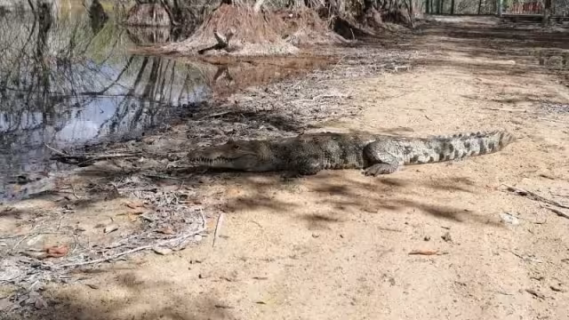 Tras su captura, el cocodrilo fue llevado a la Laguna Chichankanaab, en José María Morelos, para su inmediata liberación