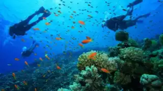 Sistema Arrecifal Mesoamericano: Hogar de especies en peligro de extinción