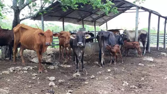 La Secretaria de Desarrollo Rural exhorta a reportar situaciones sospechosas para contener la plaga.