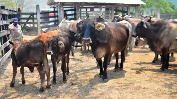 Es un grupo de 120 de ganaderos que buscan invertir en la zona sur de Quintana Roo