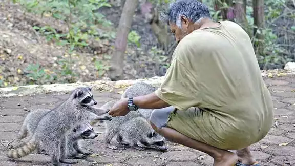 Mapaches, nuevo atractivo turístico en Celestún Mapaches, nuevo atractivo turístico en Celestún